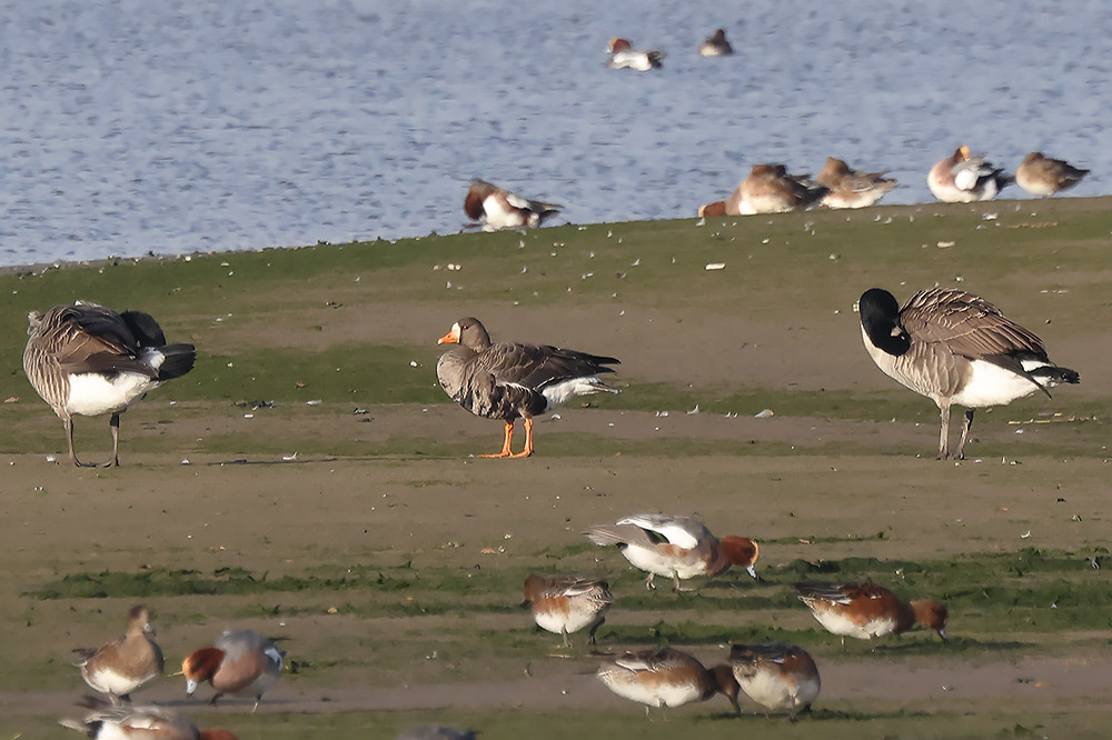 Greenland white-fronted goose